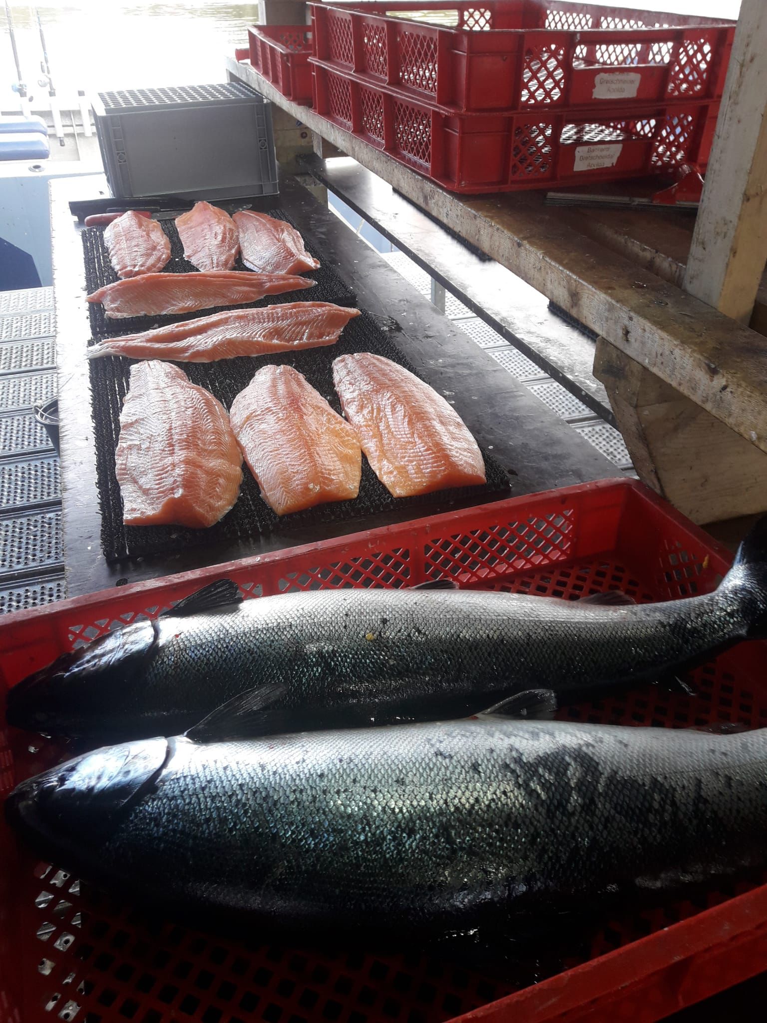 Fischgarantie beim Norge Fishing Club Angelurlaub in Norwegen